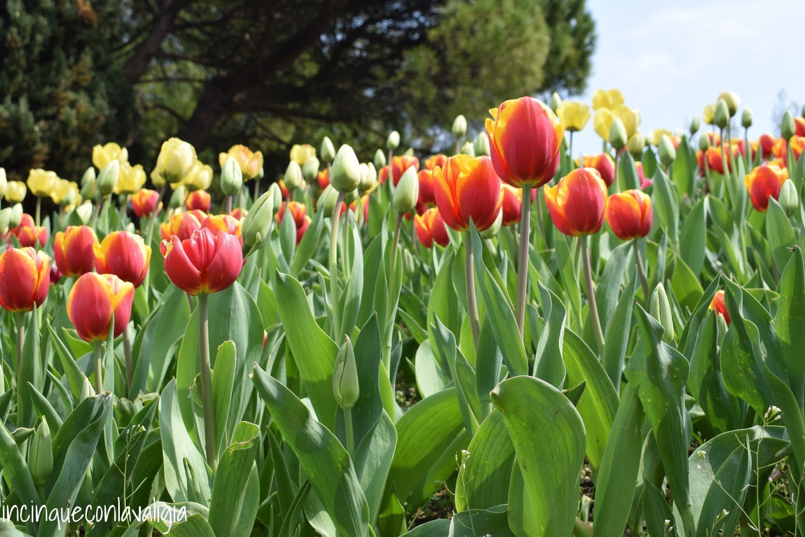 Tulipani di ogni colore al parco sigurtà Parco Sigurtà tulipani