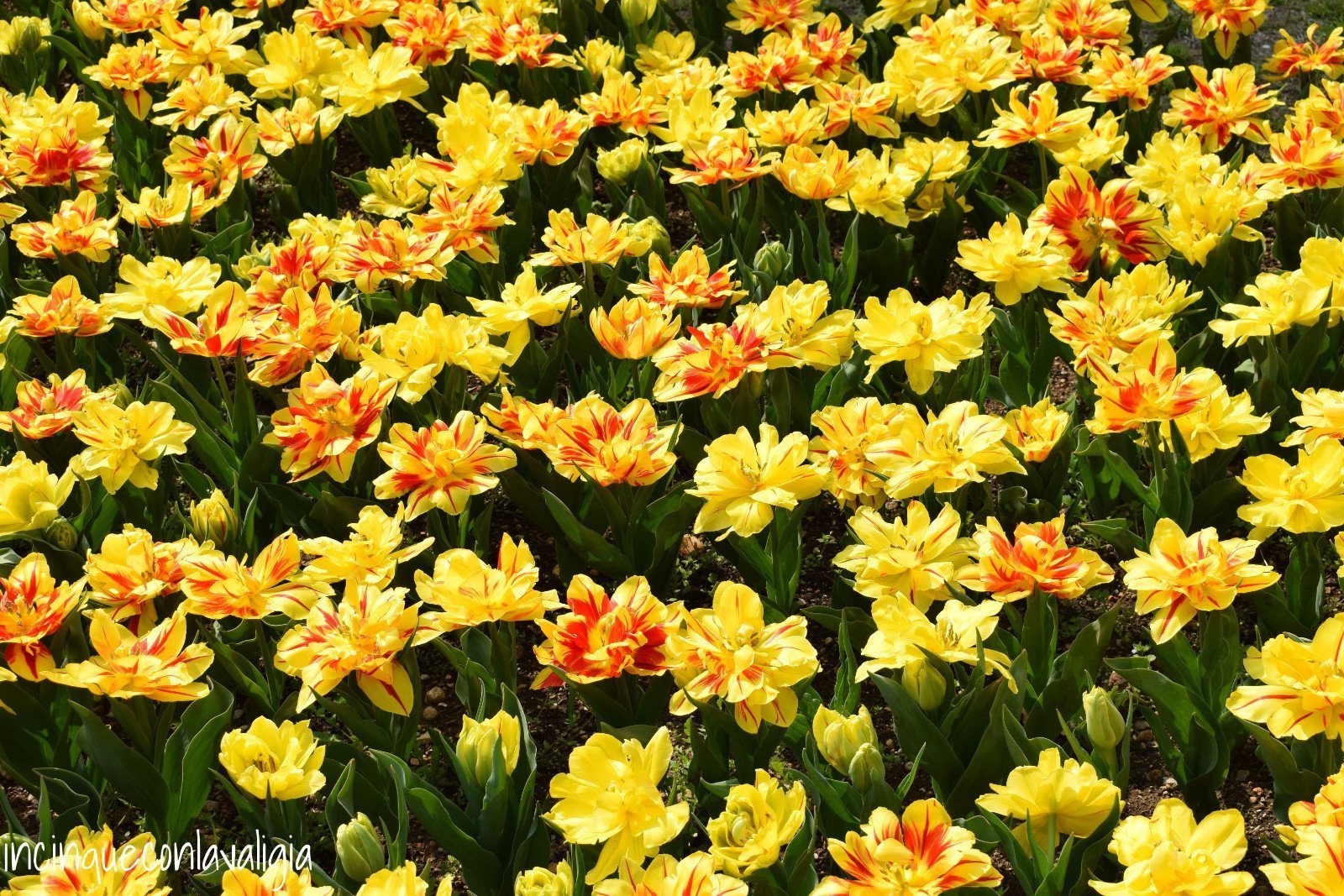 Fioritura parco Sigurtà Parco Sigurtà tulipani