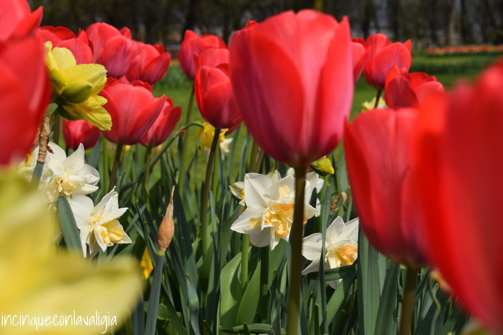 Tulipanomania al Parco Sigurtà Parco Sigurtà tulipani