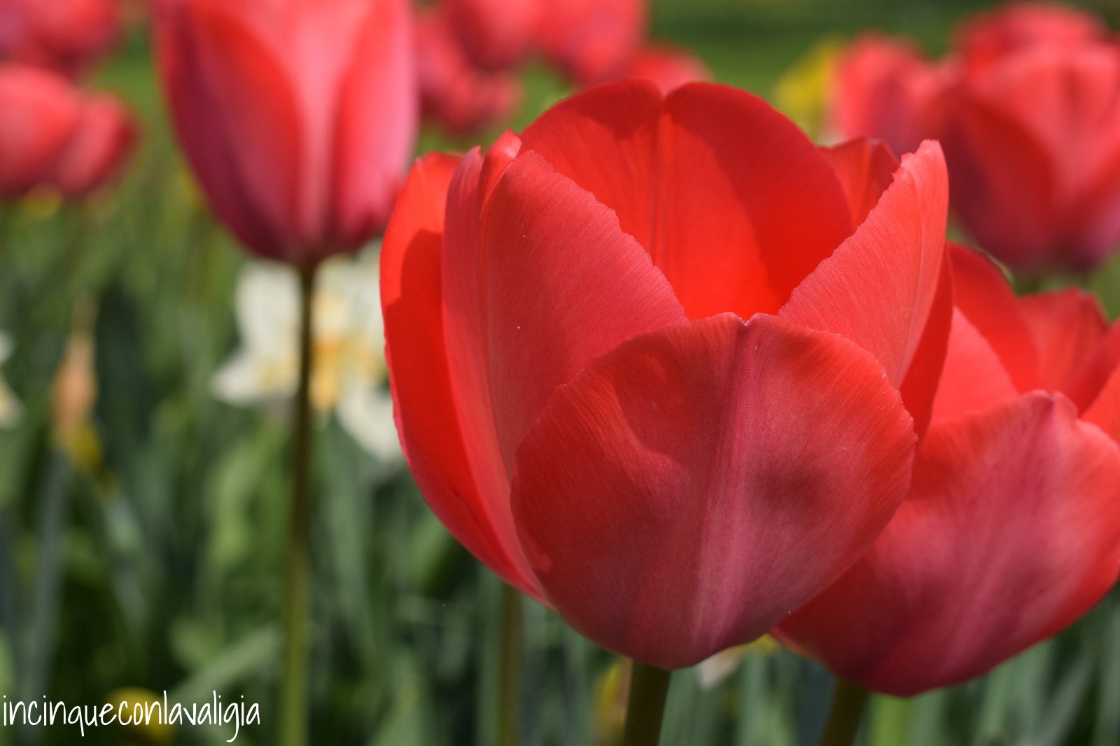 Tulipanomania fioritura tulipani al parco Sigurtà Parco Sigurtà fioritura Tulipani