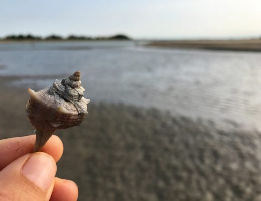 Bibione laguna