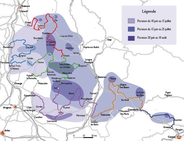 Mappa dei campi di lavanda in Provenza