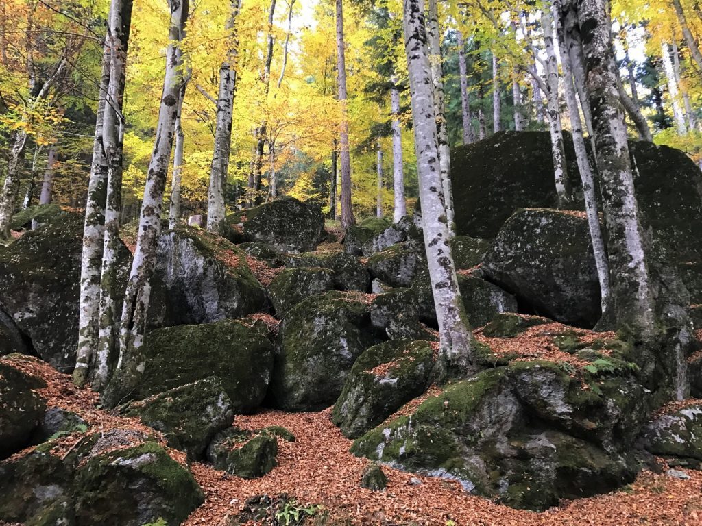 Foliage in Lombardia