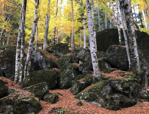 Foliage in Lombardia