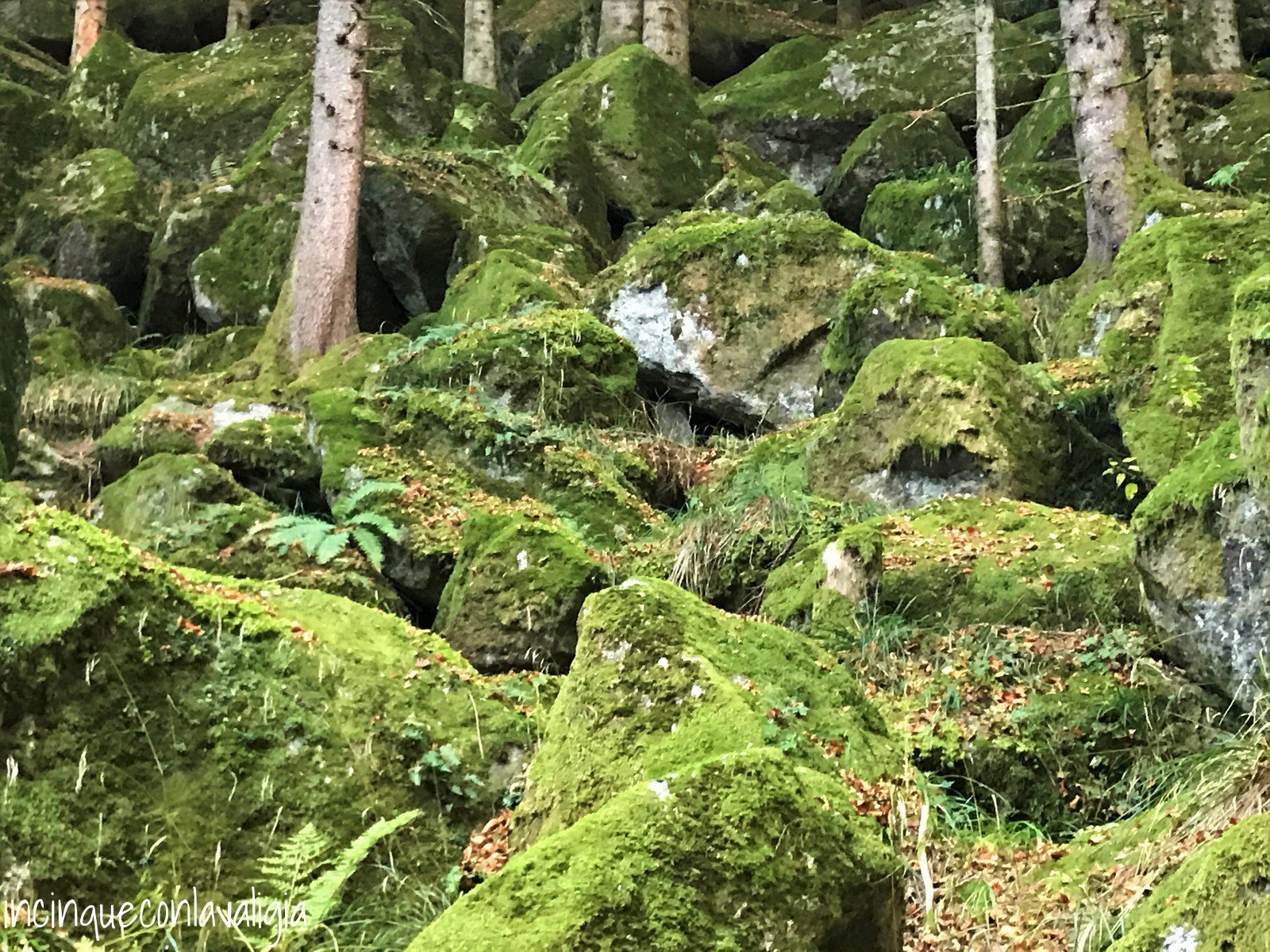 Muschio della foresta Foresta incantata autunno in Lombardia