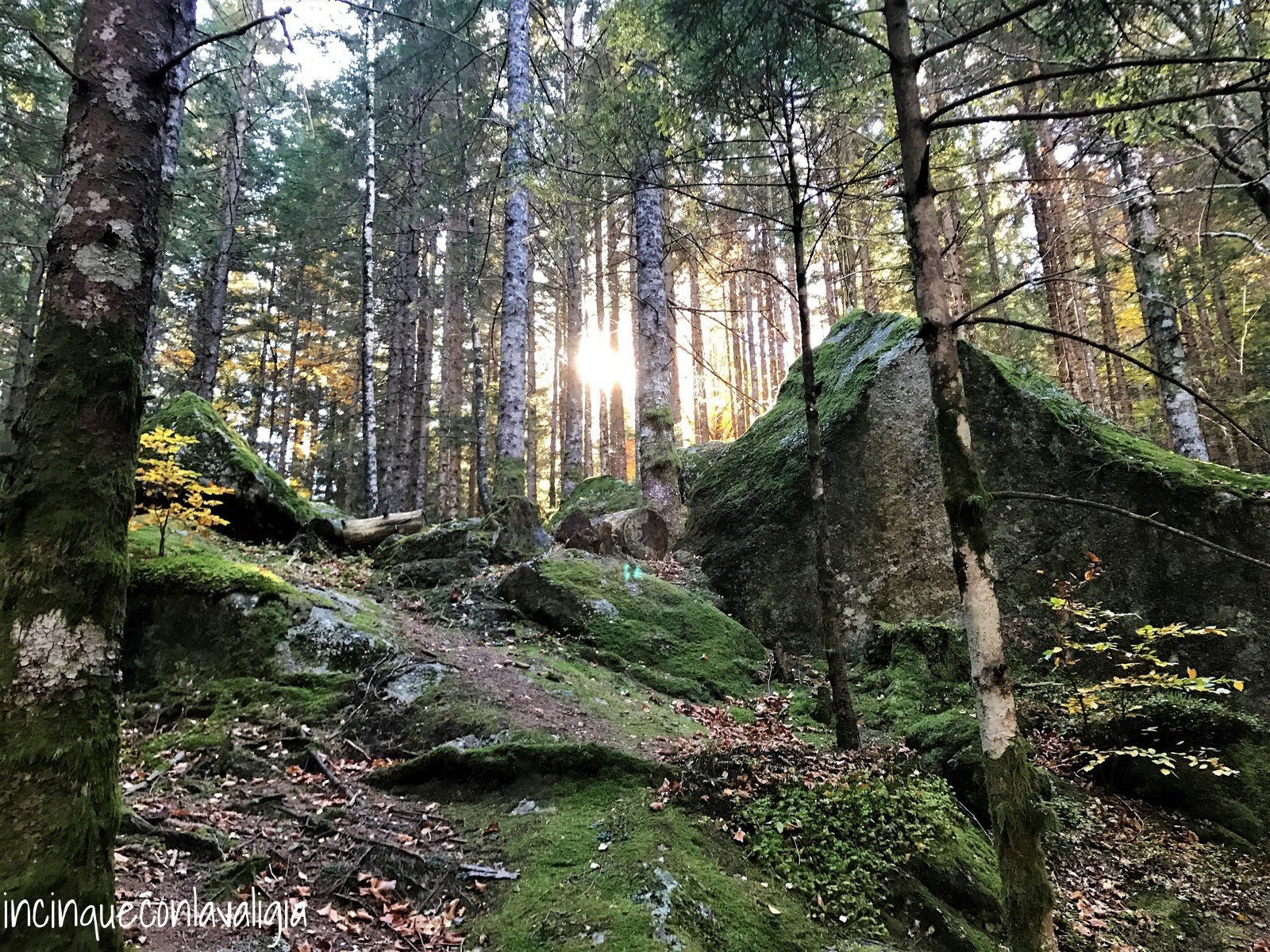 Luci nel bosco Foresta di Masino Autunno in Lombardia foresta Val Masino