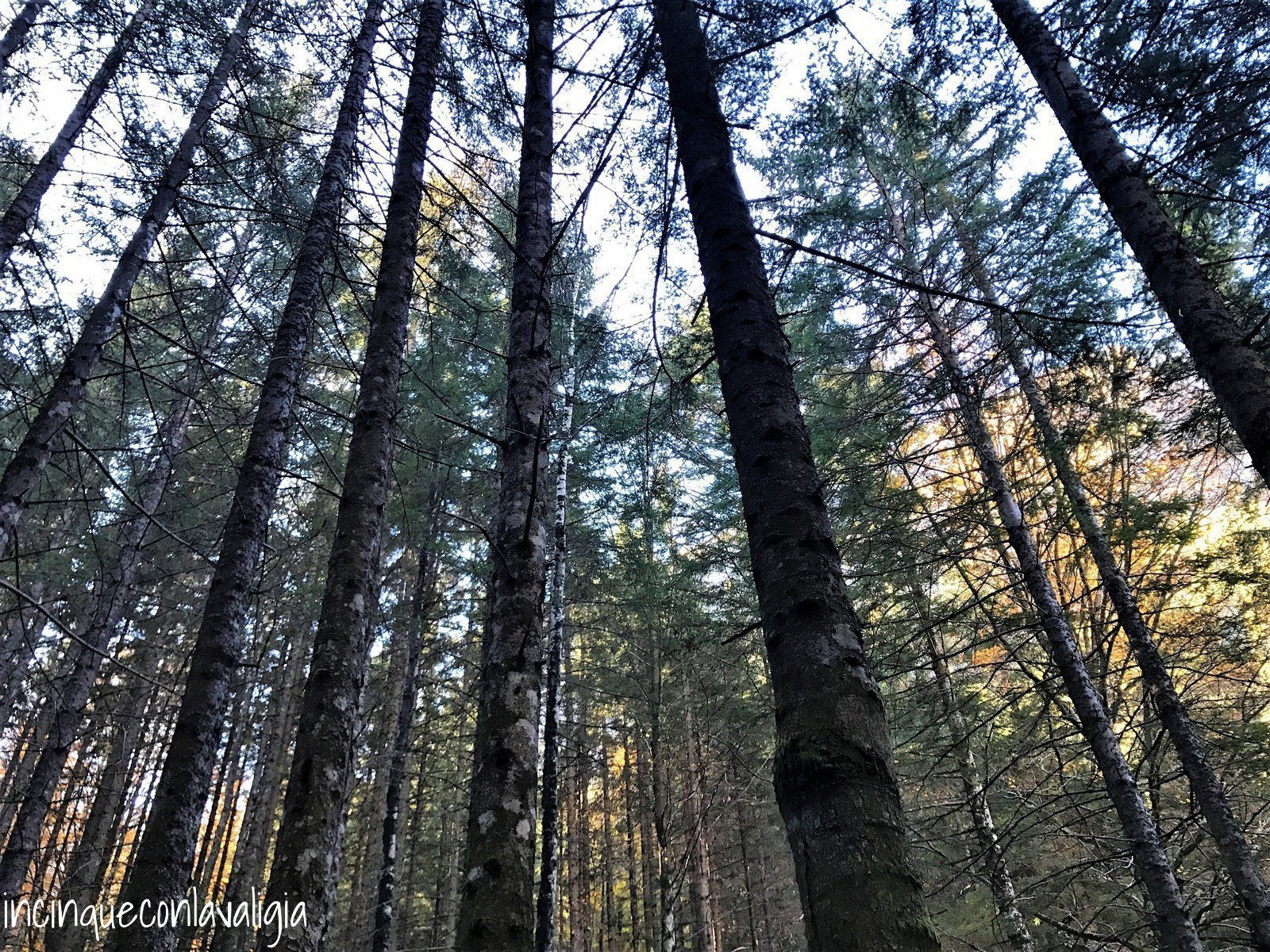 Bagni di Masino foresta Fall Foliage in Lombardia