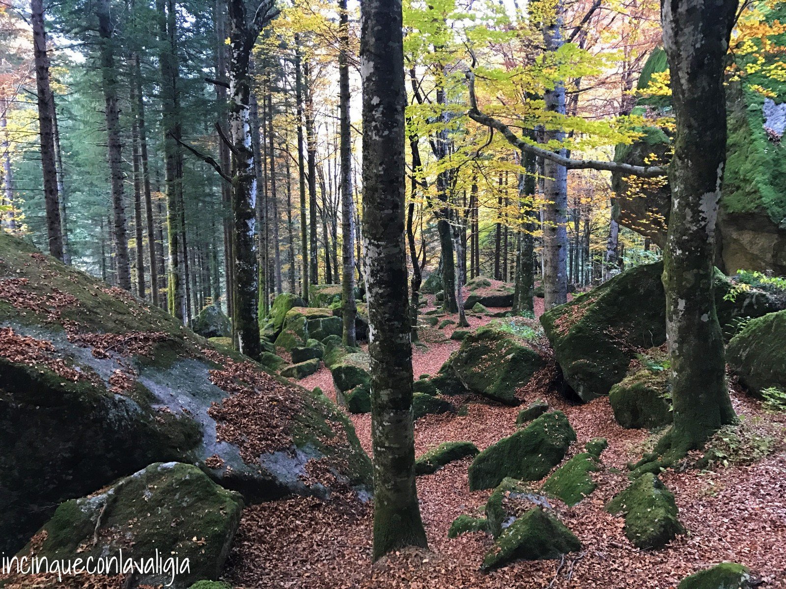 Foresta dei Bagni di Masino Bagni di Masino foresta