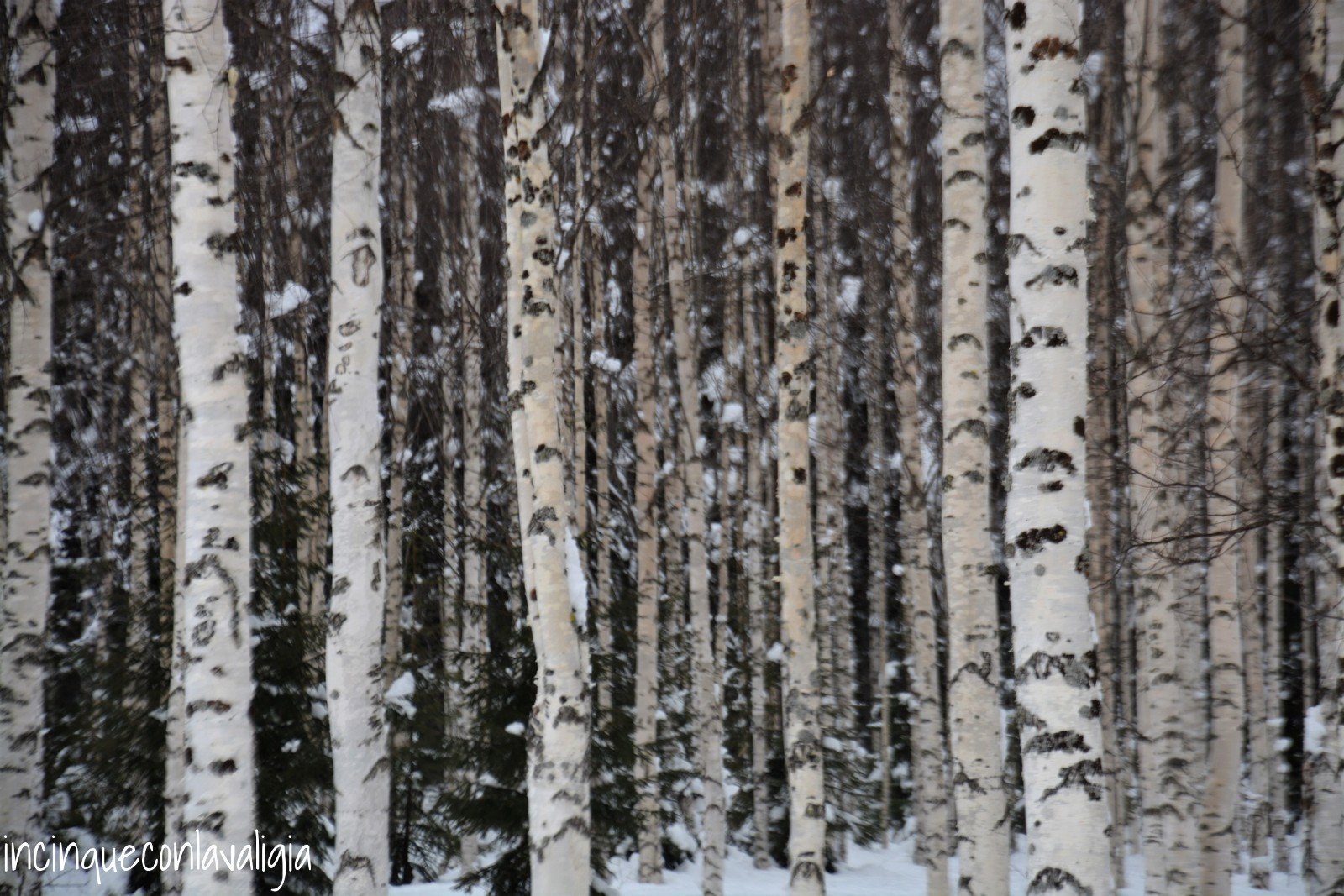 Foresta betulle in inverno Lapponia svedese