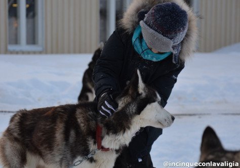 Escursioni con gli husky Quanto costa andare in Lapponia? Le escursioni