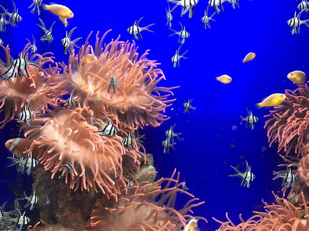 Acquario di Genova_Nemo