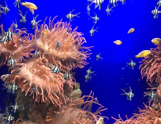 Acquario di Genova_Nemo