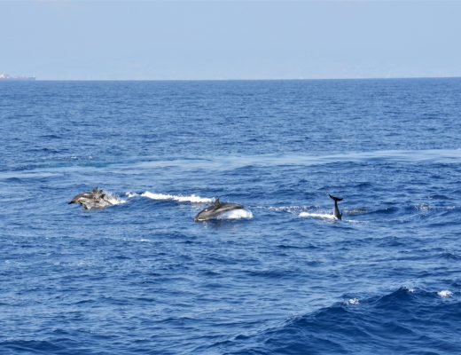 Genova Crocieracquario