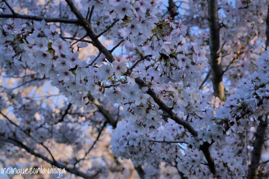 Hanami a Roma Fioritura_Ciliegi_Hanami_Roma