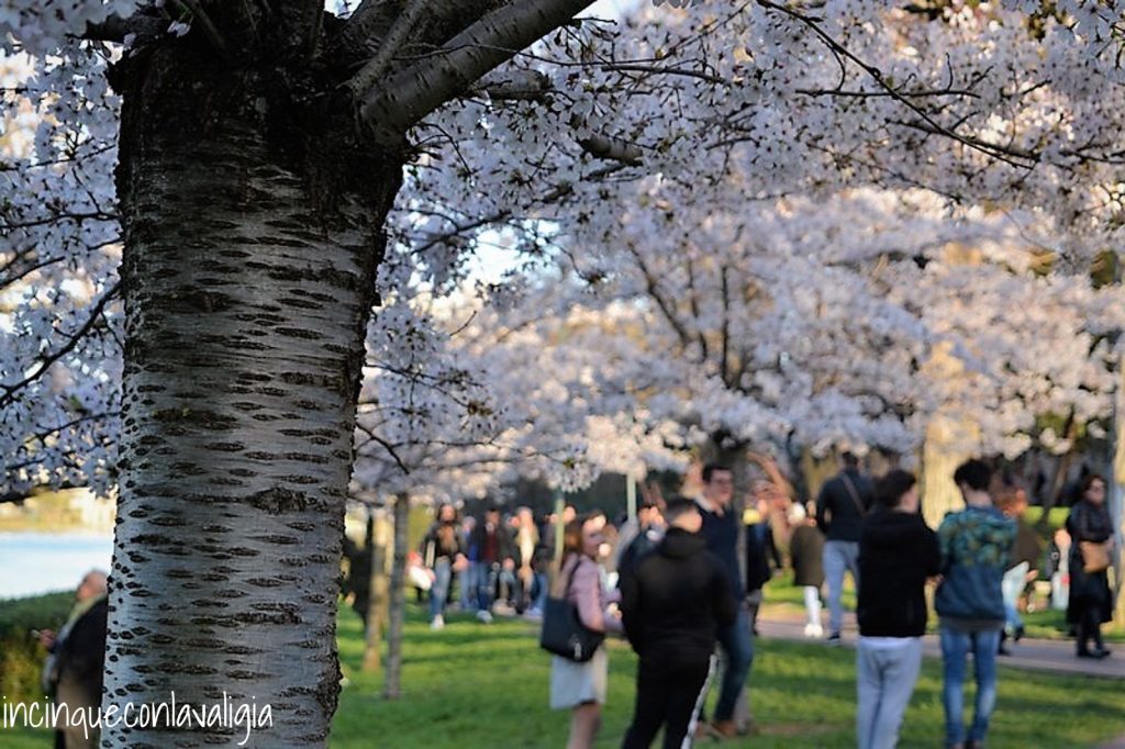 L'Hanami dell'Eur evento molto amato Passeggiata del Giappone_Roma