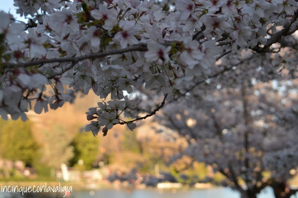 Roma e l'Hanami all'Eur Fioritura_laghetto dell'Eur