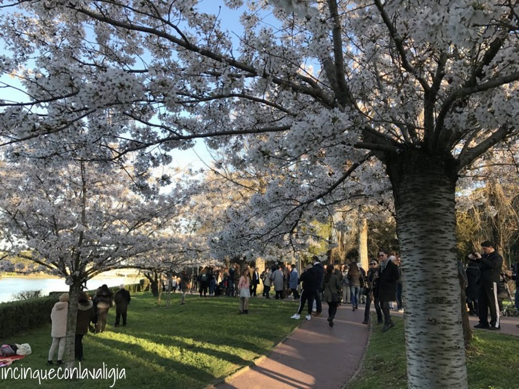 Hanami a Pasquetta Primavera_Fioritura_ciliegi_Roma