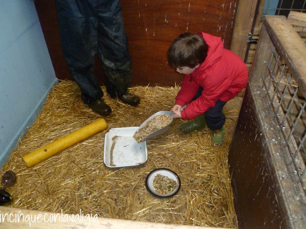 Preparare il mangime per gli animali in fattoria Nutrire gli animali in fattoria