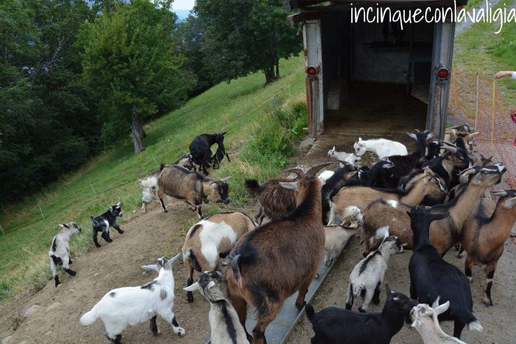 Vacanze in fattoria: caprette Vacanze in fattoria_Svizzera