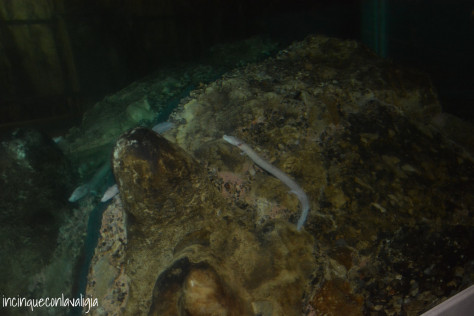 grotte di Postumia Proteo