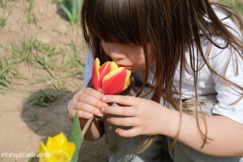 Tulipani you-pick Tulipani italiani in Lombardia