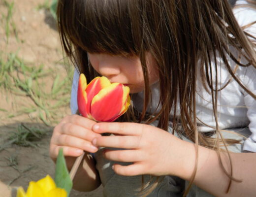 Tulipani in Lombardia