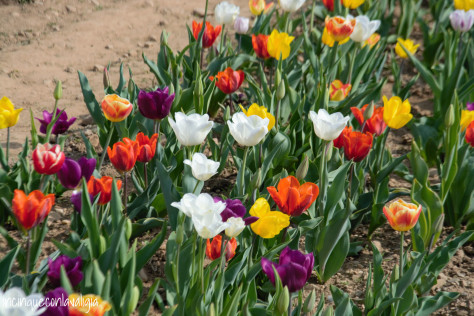 Tulipani you pick in lombardia Tulipani italiani in Lombardia
