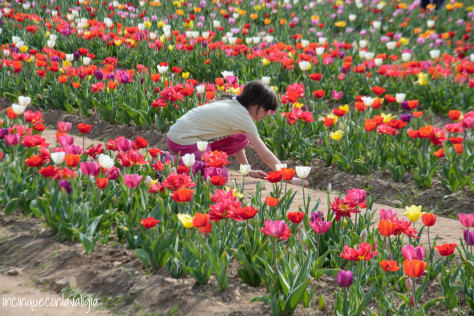 Tulipani italiani Tulipani italiani in Lombardia