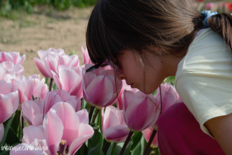Visitare i campi dei tulipani con i bambini Visitare campi di fiori you pick con bambini