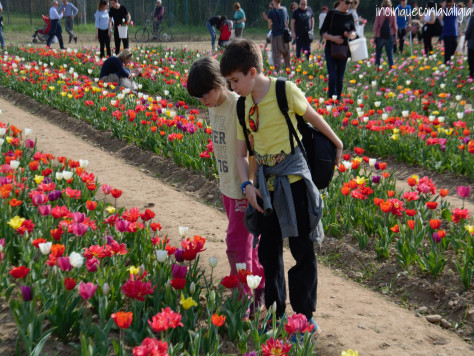 Campo di tulipani You pick Tulipani italiani in Lombardia