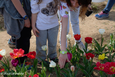 Tulipani italiani in Lombardia Campo di fiori con bambini
