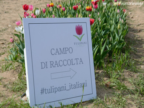 Tulipani italiani Tulipani italiani in Lombardia
