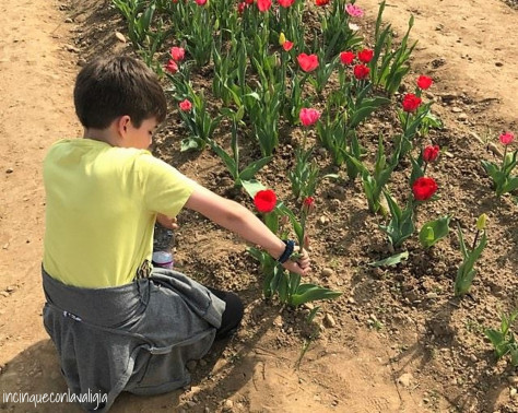 Raccogliere i tulipani con i bambini Tulipani italiani in Lombardia