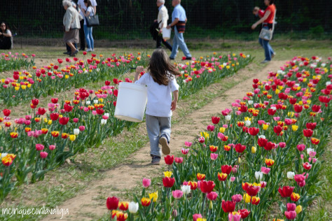 Tulipani italiani con bambini
