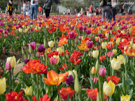 Campo di tulipani in Lombardia Tulipani italiani in Lombardia