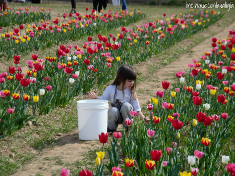 Tulipani you pick in lombardia Tulipani italiani in Lombardia