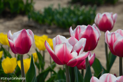 Tulipani you-pick ad Arese Campi di tulipani you pick