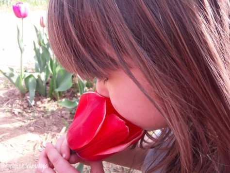 Tulipani italiani Visitare un campo you pick con i bambini