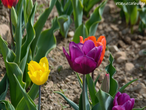 Fioritura dei tulipani in Lombardia Tulipani italiani in Lombardia