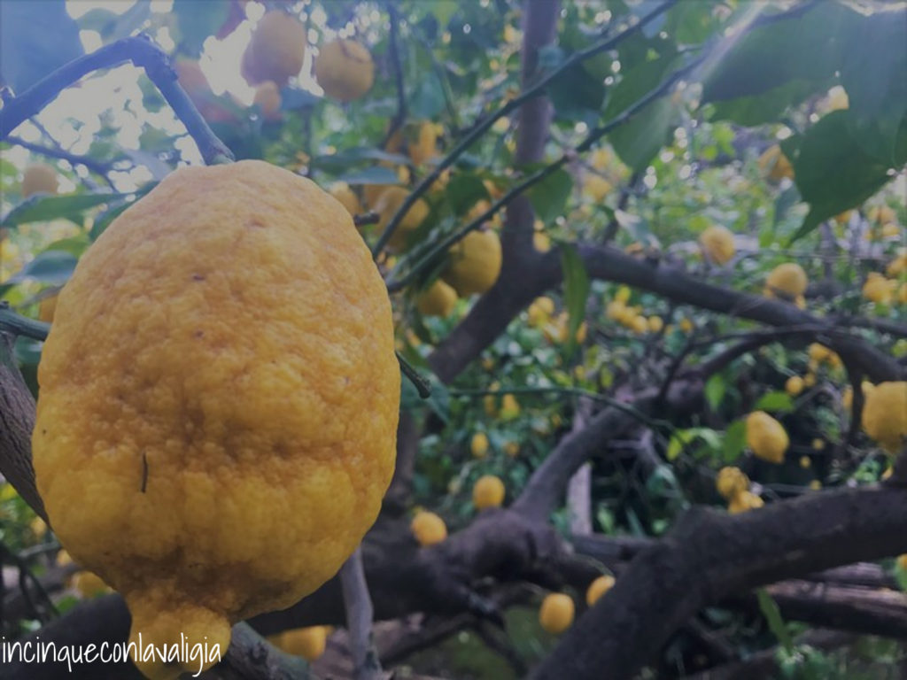 Limoneto a Sorrento Limoneto Sorrento
