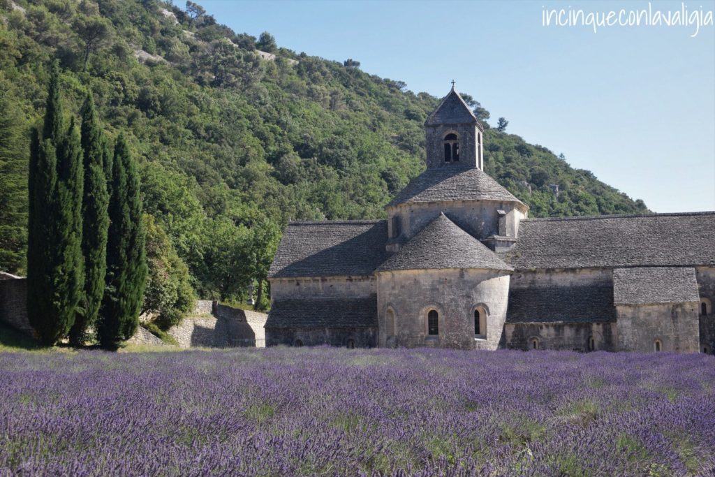 Fioritura della lavanda a Sénanque Sénanque fioritura della lavanda luglio
