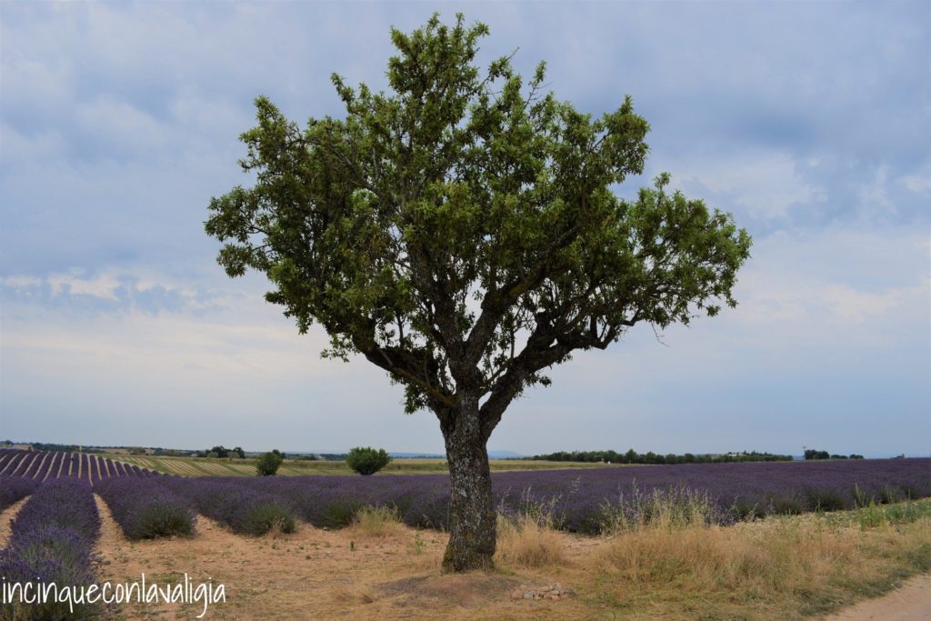 Albero e filari di lavanda sullo sfondo Splendore della natura provenzale in luglio