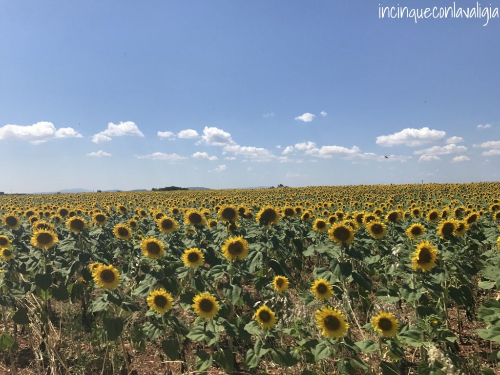 Campi di girasoli in Provenza Campi di girasoli in Provenza