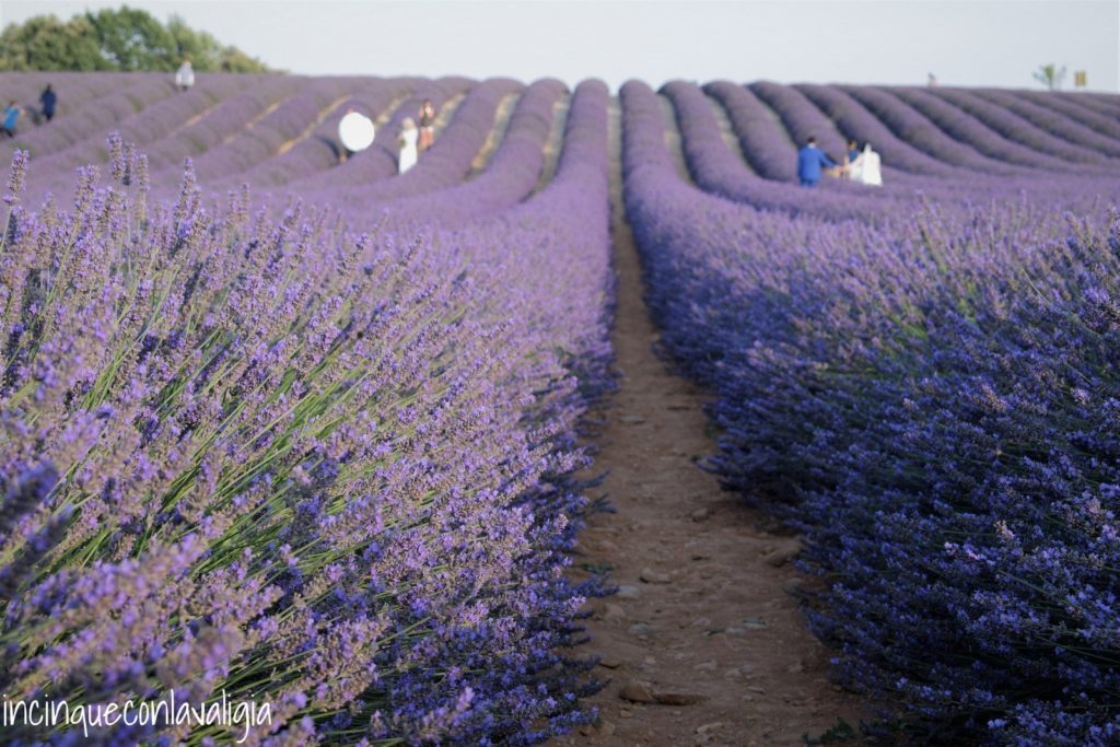 Spose tra i campi di lavanda Set fotografici allestiti nella lavanda