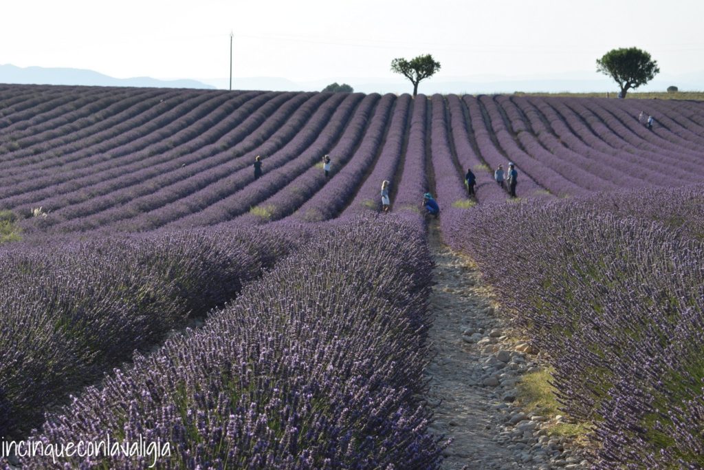 Campo di lavanda più famoso della Provenza Distesa di lavanda in Provenza
