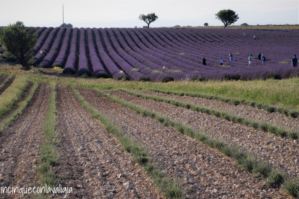 Primi tagli nei campi di lavanda Primi tagli della lavanda