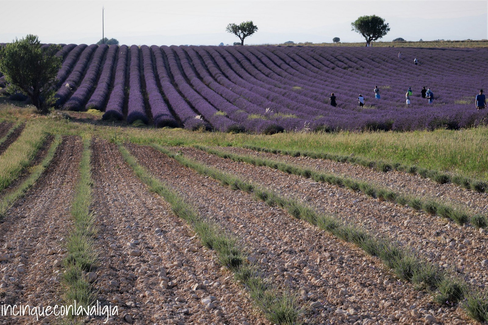 Primi tagli della lavanda Primi tagli della lavanda