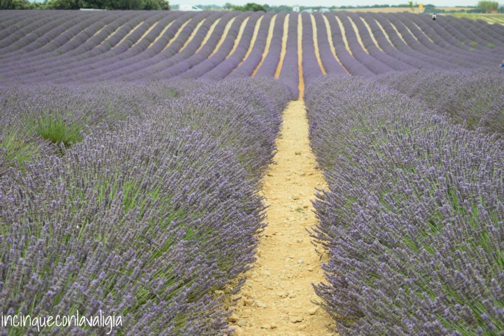 La lavanda in Provenza Mare viola in Provenza