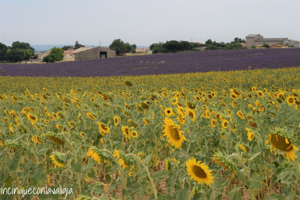 Lavanda e girasoli in Provenza Campi di girasoli e lavanda in Provenza