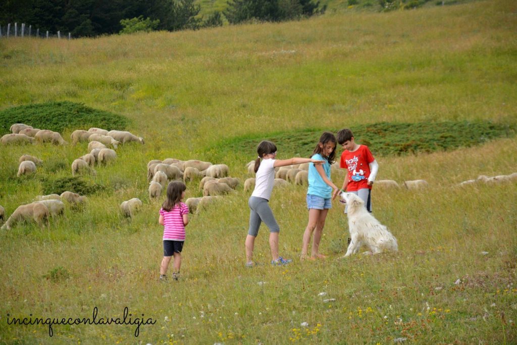 La fioritura della lenticchia a Castelluccio Giochi nella piana di Castelluccio